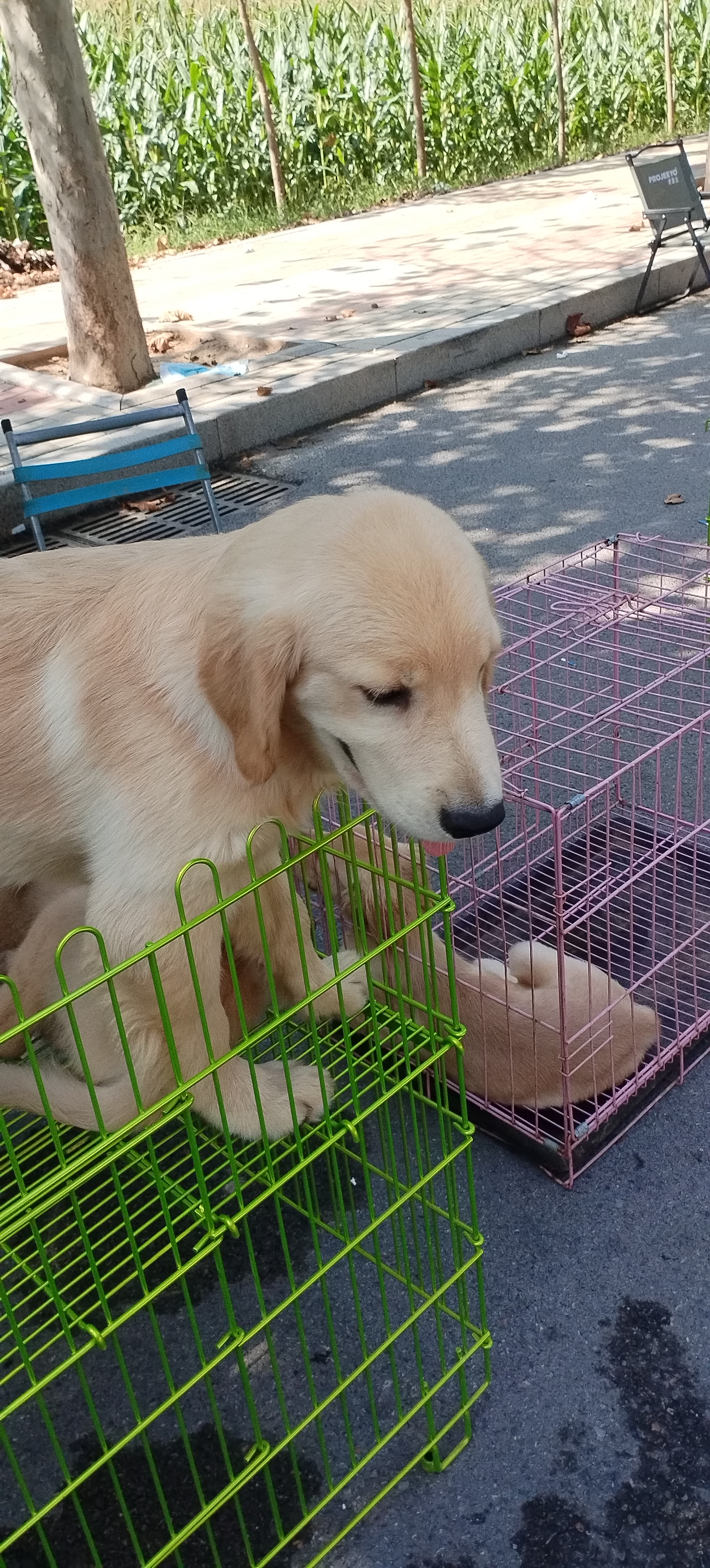 金毛智商高，金毛犬聪明，容易训练